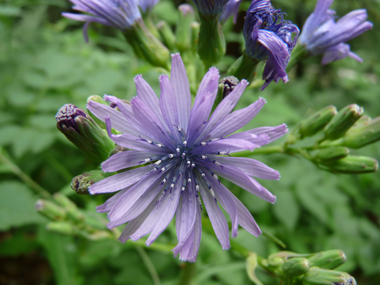 Fleurs bleu clair en corymbe de capitules et apparaissant de juillet à septembre. Agrandir dans une nouvelle fenêtre (ou onglet)